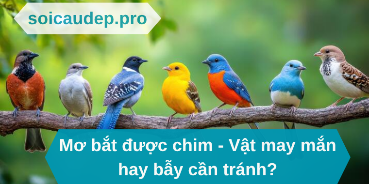 Mơ bắt được chim - Vật may mắn hay bẫy cần tránh