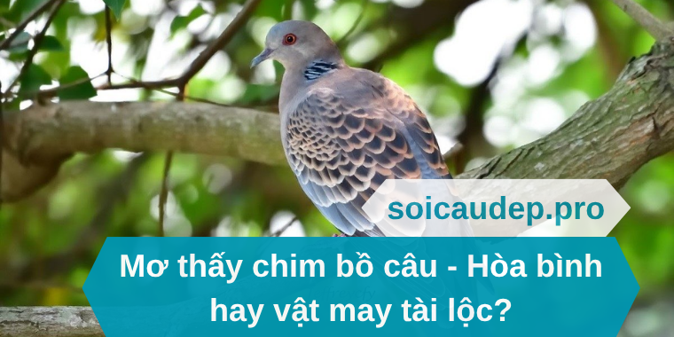 Mơ thấy chim bồ câu - Hòa bình hay vật may tài lộc