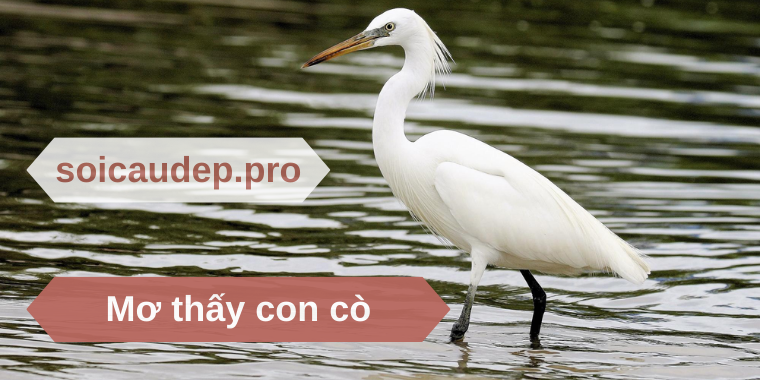 Mơ thấy con cò