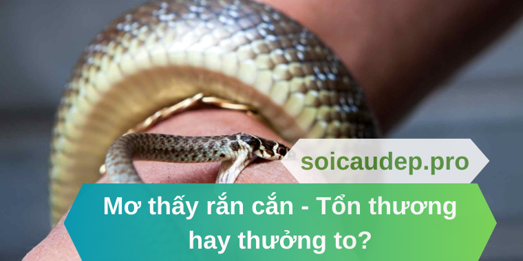 Mơ thấy rắn cắn
