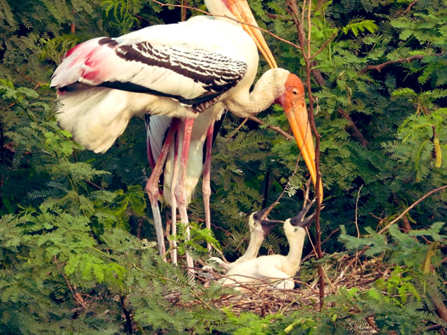 Mơ thấy con cò bị thương hoặc gãy cánh